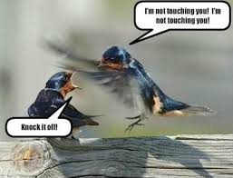 Image result for Animal Meme