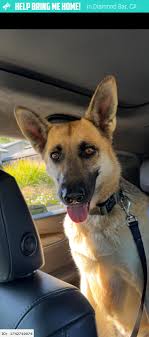 Diamond Bar, CA Lost & Found Pets - Dogs / Cats