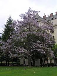 Image result for "Foxglove Tree"