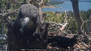 Big Bear’s bald eagle fledglings will face Fourth of July fireworks — again