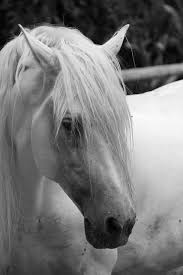 Image result for purebred spanish horses