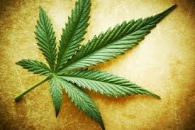Résultat de recherche d'images pour "cannabis leaf"