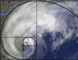 Resultado de imagen para la naturaleza y la espiral de durero