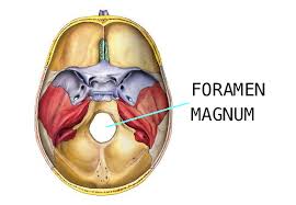 Resultado de imagen de foramen magnum