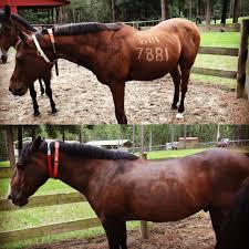Hurricane Preparation for Horses with ID and Safety Measures