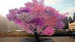 Résultat de recherche d'images pour "arbre fleuri"