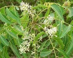 Image of Neem flowers