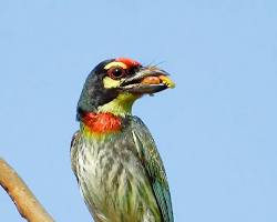 Hình ảnh về Coppersmith Barbet