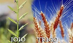 Resultado de imagem para joio e o trigo