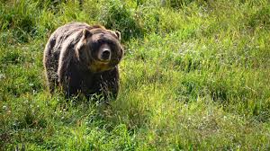 Urgence en Alaska: Randonneuse Attaquée par un Ours! Les Détails Choc