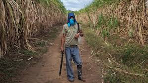 Image result for sugar cane field nicaragua