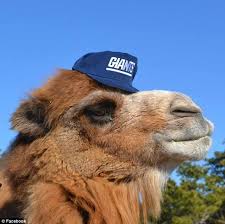 Image result for CAMEL  PHOTOS