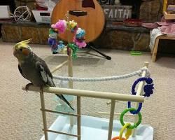 تصویر Cockatiel playing with toys