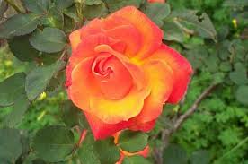 Képtalálat a következőre: „szeretlek szeretlek szeretlek”