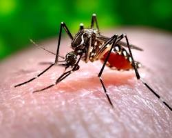 Image of אדס מצרי (Aedes aegypti) mosquito