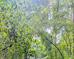 Image of Hutan Kota Srengseng Jakarta