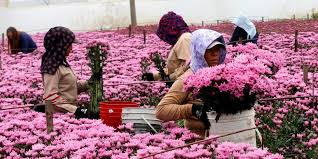 Flores baratas para Amor y Amistad en Bogot&aacute;: estos son los puntos en los que puede ahorrar en rosas, girasoles y m&aacute;s