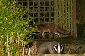 Image result for badger in garden