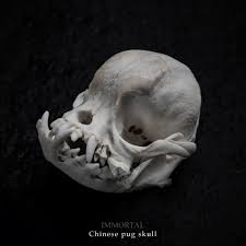 Immortal - Những gì bạn đang thấy không đến từ một sinh vật ngoài hành tinh hay một con vật bị đá.nh đ.ập khi còn sống, hay tai nạn hoặc bất kì