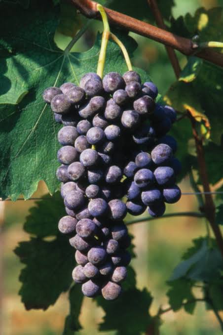 Vitigno e barbatella Corvina: tutti i segreti - Vivai Rauscedo