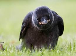 images?q=tbn:ANd9GcS-fsFaPC7Wd54QrqDfMr18IeetFuXUOzb6WxGq-IWAZl5UnmMxyA