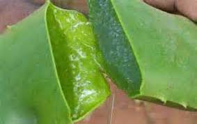 Image result for u202bبذر و تکثیر الووراu202clrm;