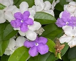 ニオイバンマツリ　花の画像