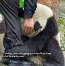 Résultat de recherche d'images pour "sad panda"