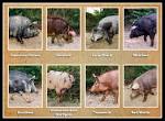 Bilder av pig breeds