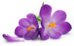 Image result for purple flowers