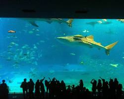 main tank at Churaumi Aquarium, with a school of fish swimming past a giant manta ray.の画像