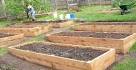 Cedar boards for raised garden beds