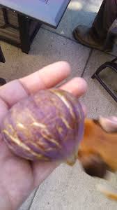 Resultado de imagem para moscatel preto figs