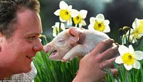 Snout to snout: Farmer James Tite gets up close and personal to Daffodil, a piglet born at West Lodge Rural Centre in Desborough, Northants last week - article-2120470-1256767A000005DC-314_964x557