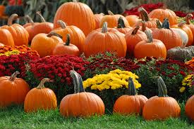 pumpkin ile ilgili görsel sonucu