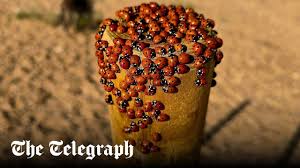 The Telegraph - News update