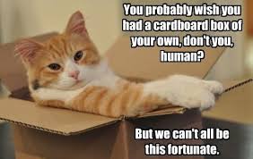 Image result for silly pictures