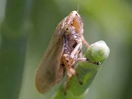 Image result for spittle bug