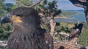 Viral bald eagle presumed to be Jackie in 'critical' condition after fight with other eagles