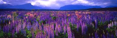 Image result for lupine