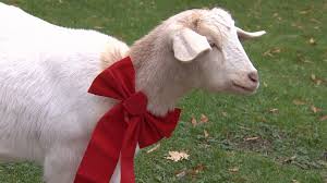 Image result for GOAT
