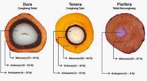 Image result for dura tenera pisifera