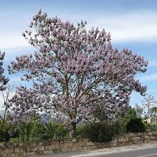 Image result for "Foxglove Tree"