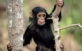 Image result for MONKEYS
