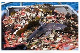 Image result for overfishing