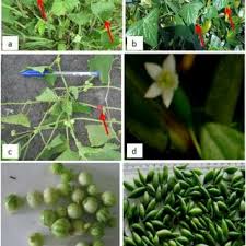 Image result for Zehneria capillacea
