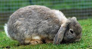 Image result for RABBIT