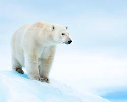 Image of polar bears in alaska, alone bear