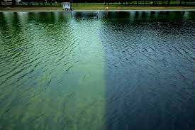 Trump Claims Reflecting Pool Vandalization
