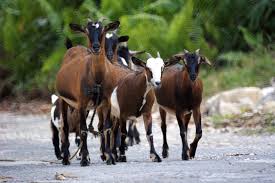 Image result for GOAT